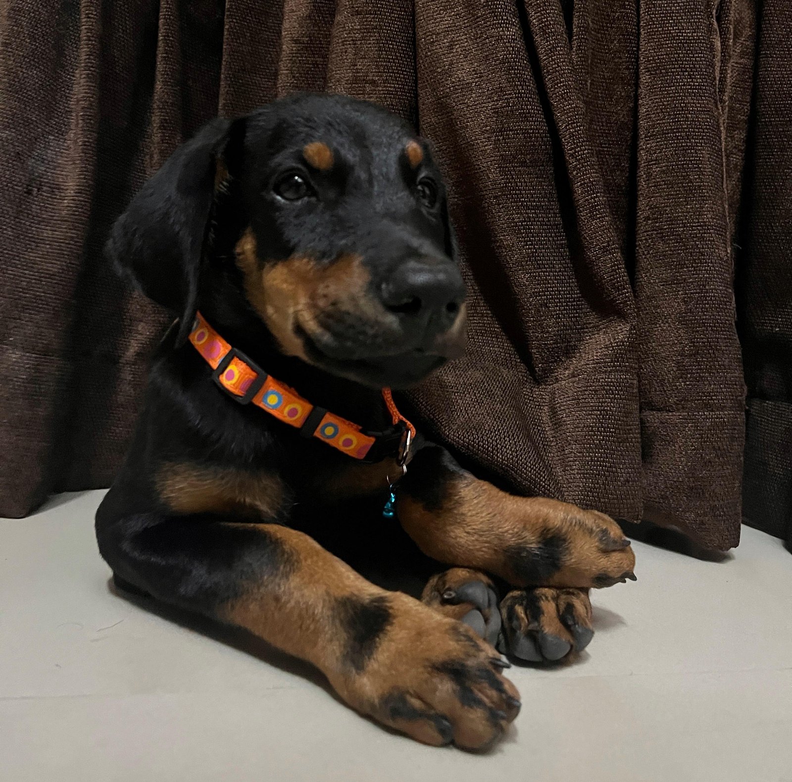 Order Female Doberman Puppy from Ahmedabad